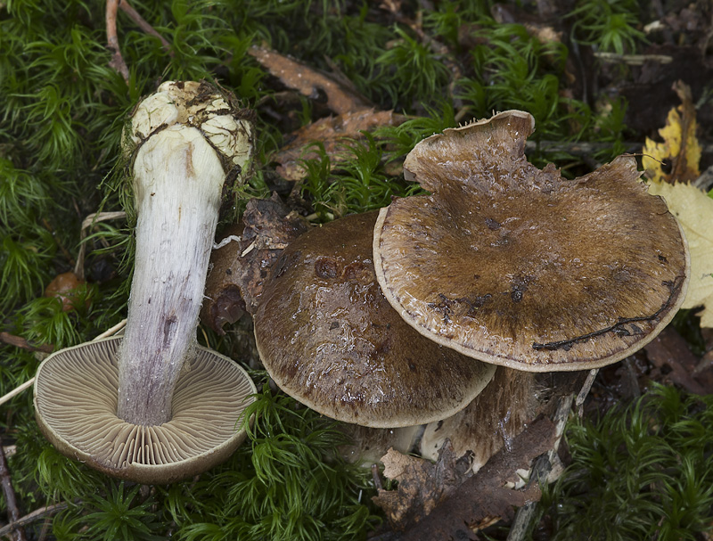 Cortinarius scaurus